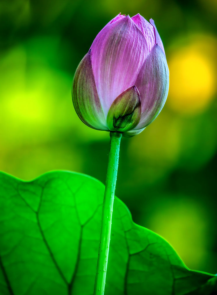 _HLTW2310_Lotus_V3_edited.jpg