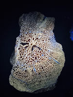fossilised dinosaur bone