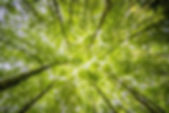 forest-trees-perspective-bright-957024.j