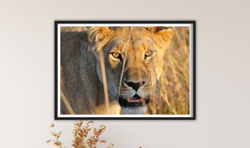 Tableau Lionne