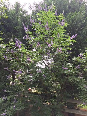 Purple-flowering tree