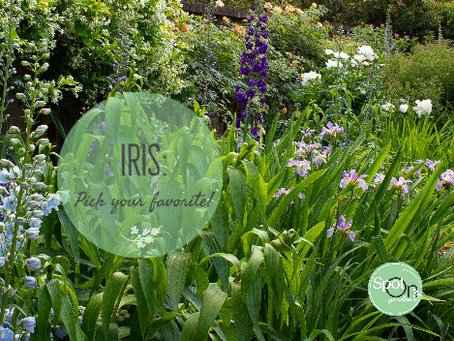 Pick Your Favorite: Iris