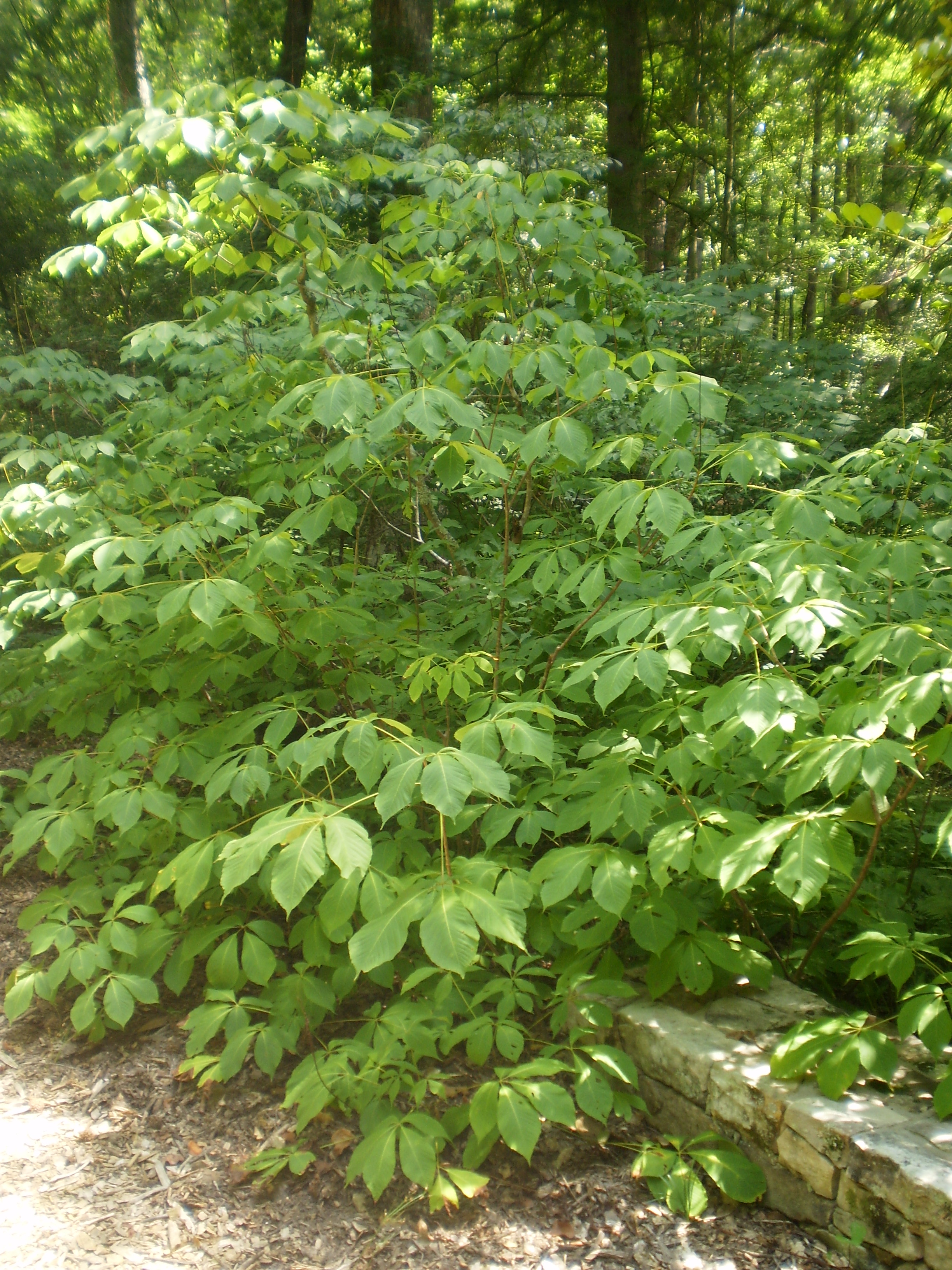 Small tree: Red buckeye