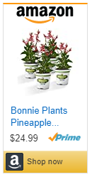 Buy pineapple sage salvia from Bonnie Plants