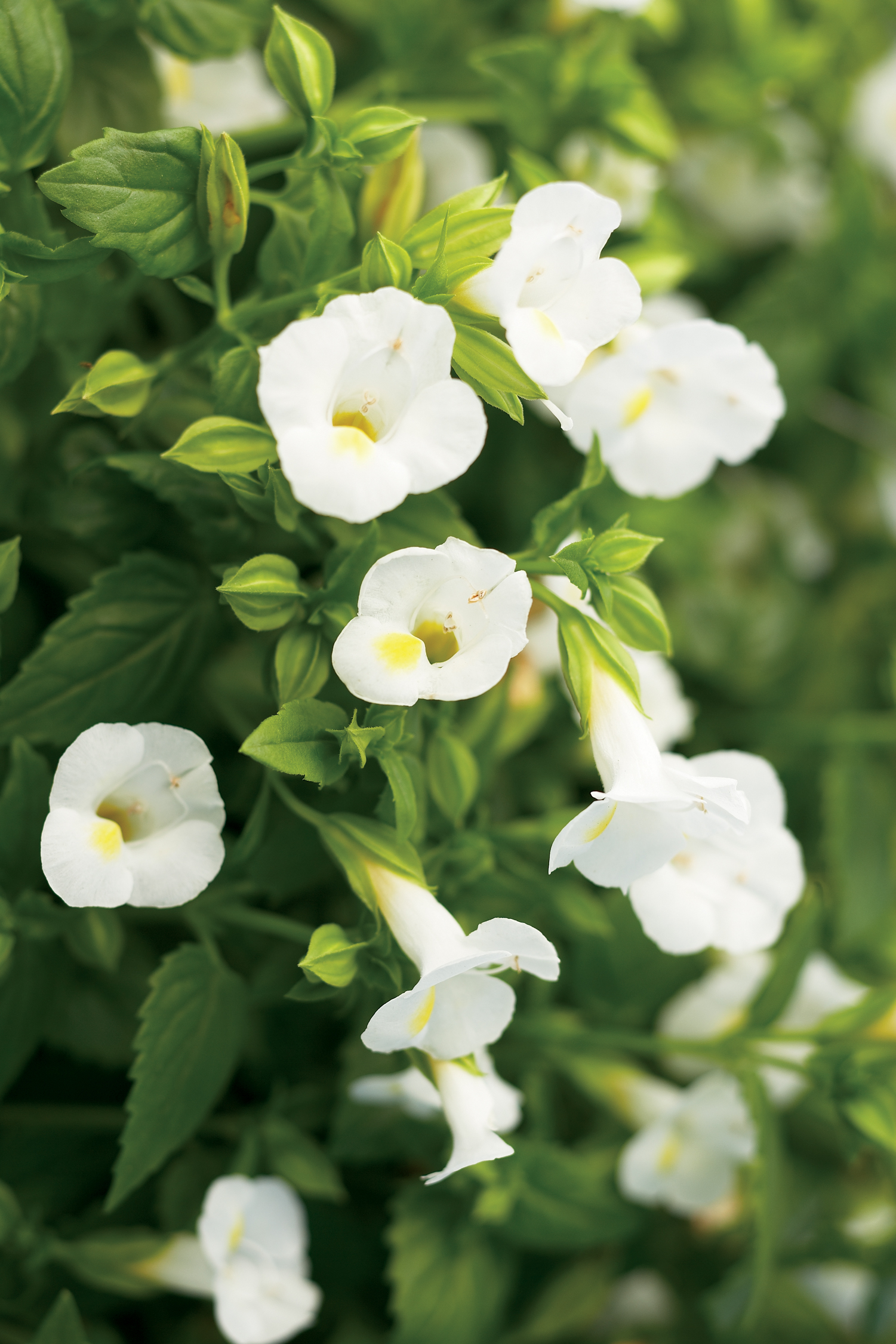 Annual: White Linen(R) Torenia