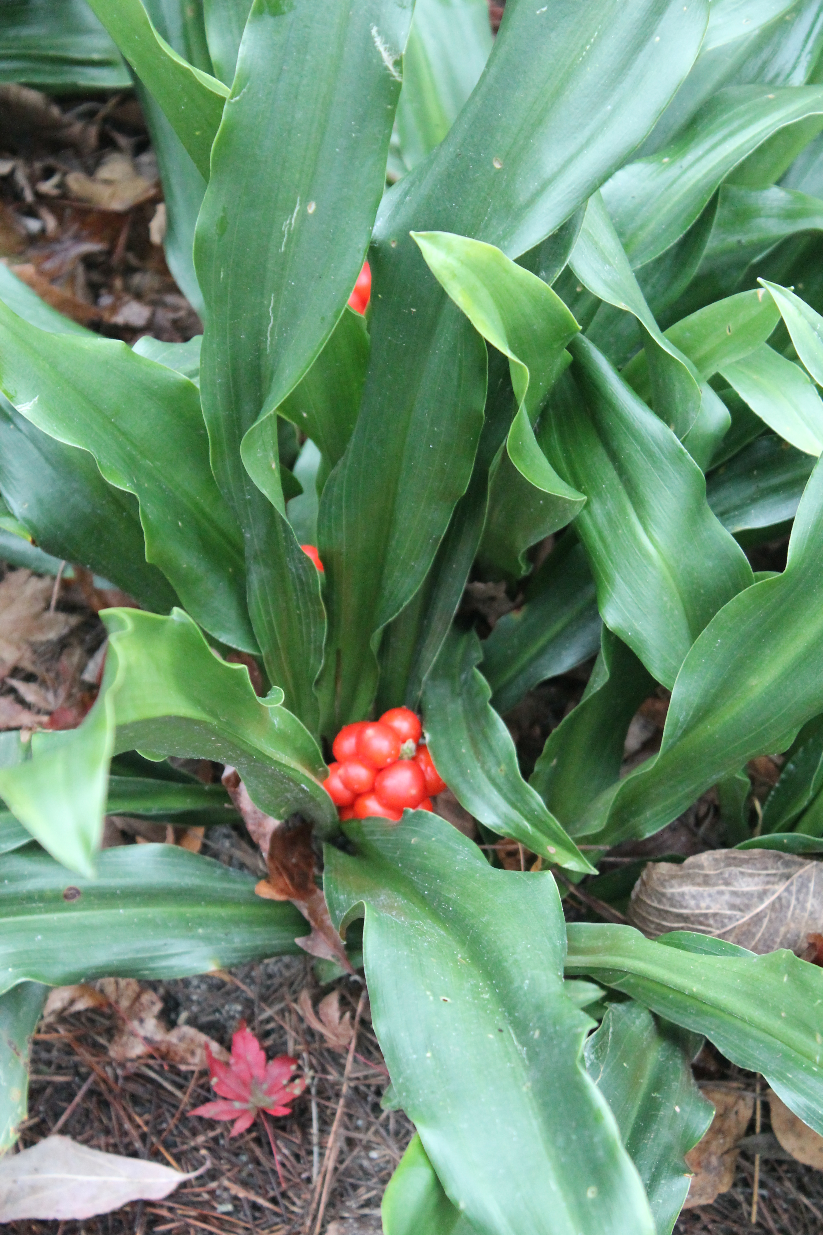 Rhizome: Rohdea