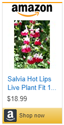 Buy 'Hot Lips' Salvia