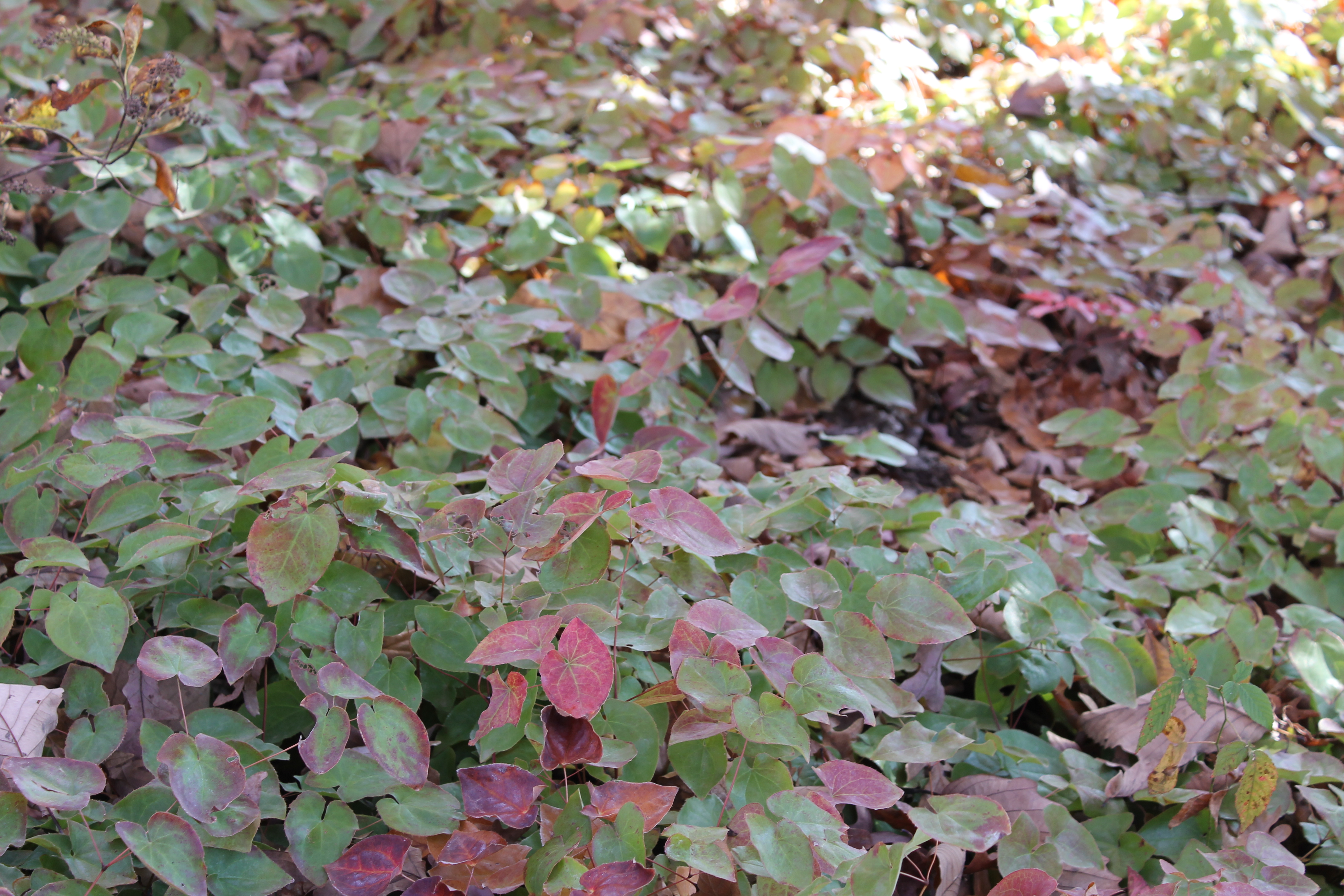 Groundcover: Epimedium