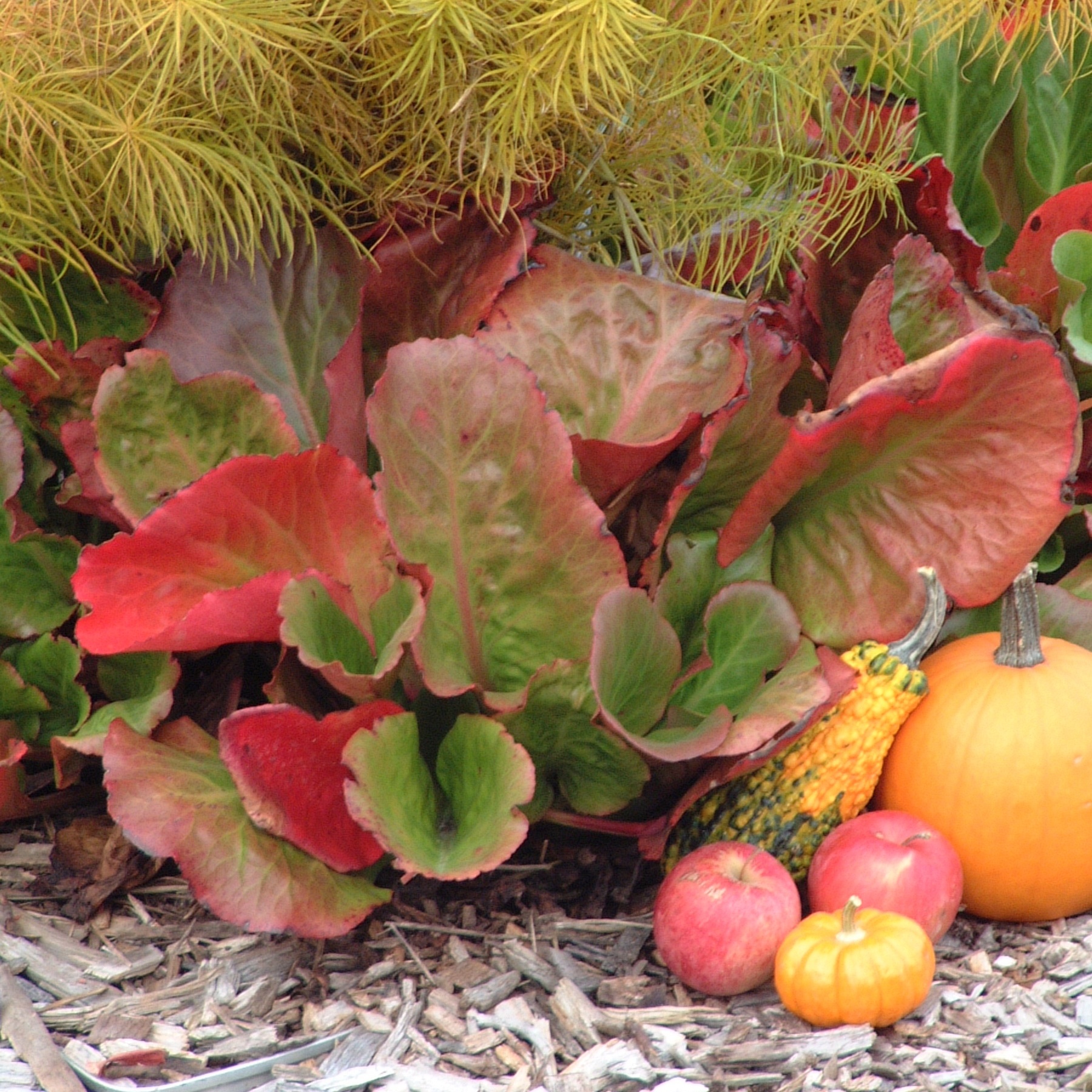 Perennial: Bergenia