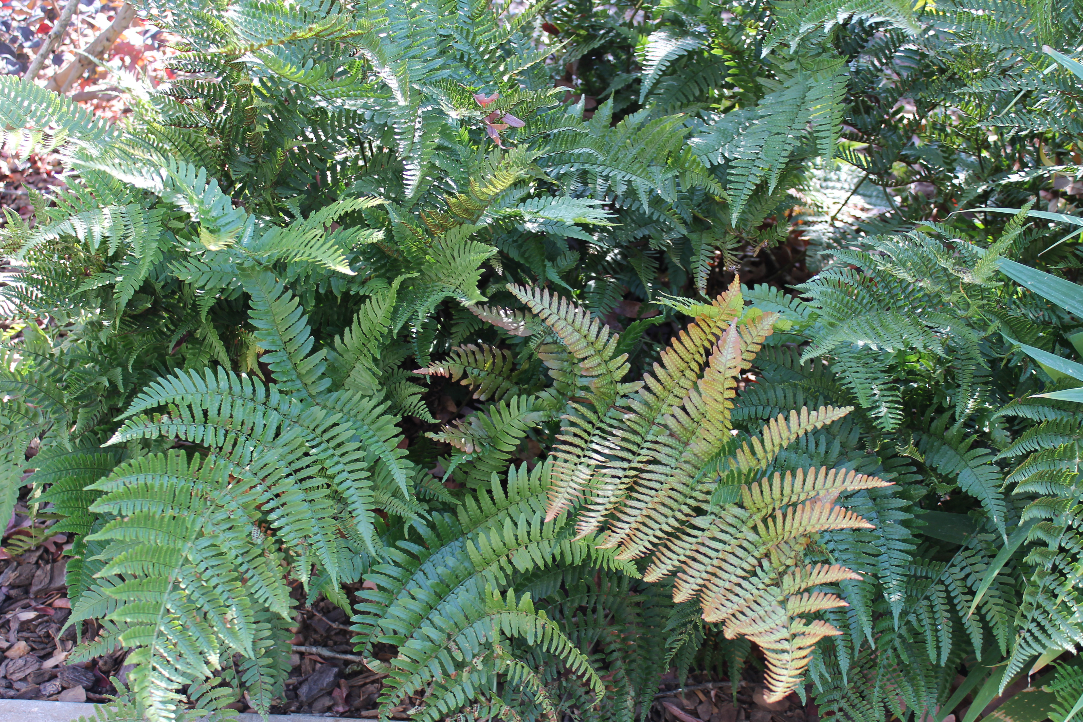 Foliage: Autumn Fern