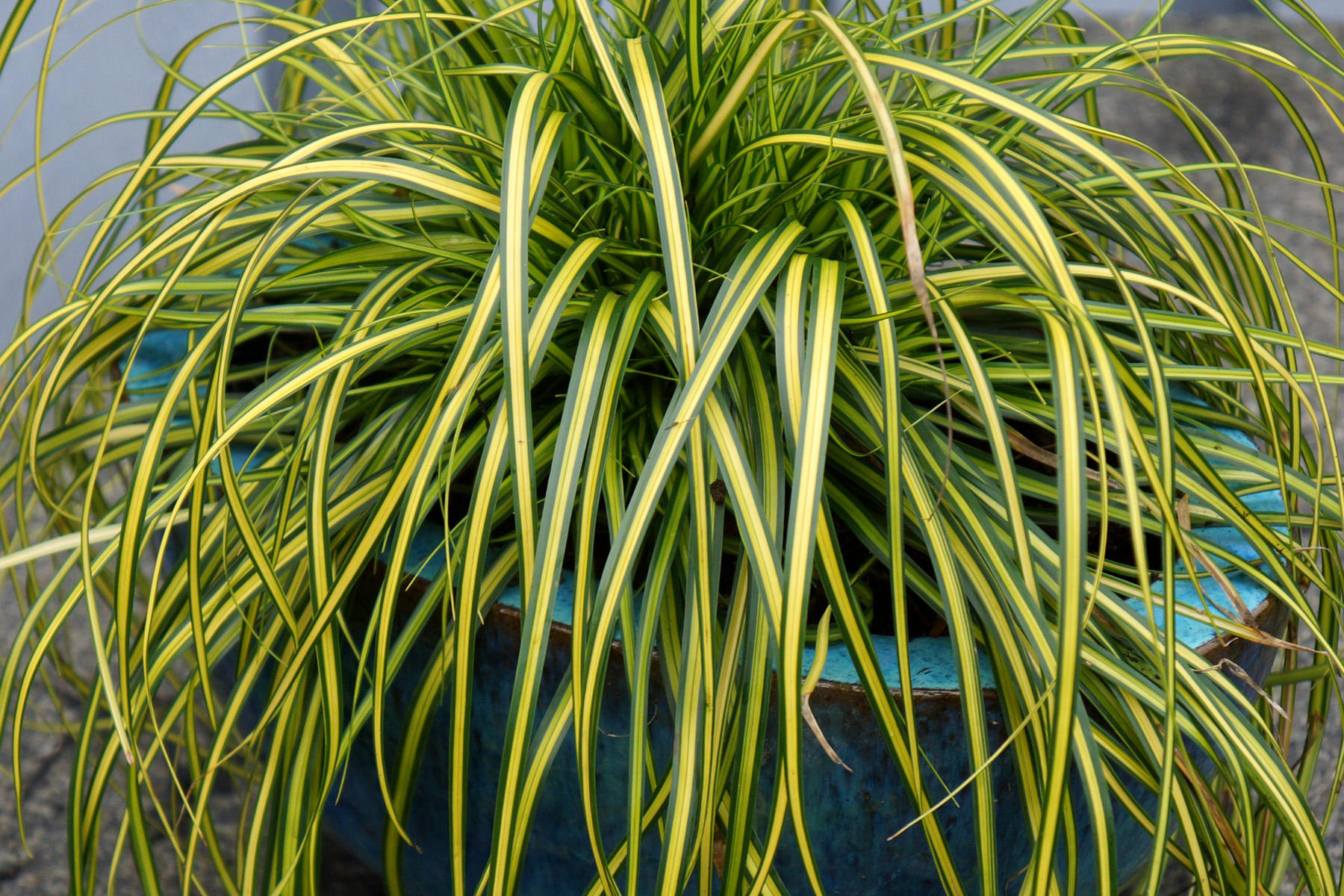 Grassy Plant: Carex - Buy Online