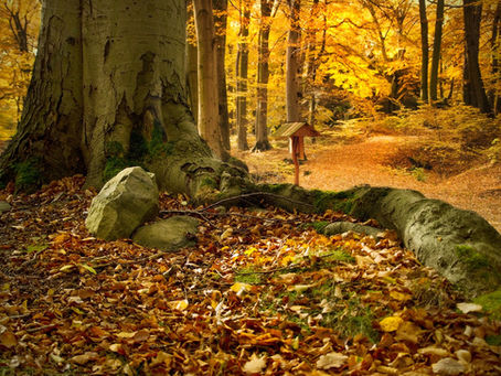 Deer-resistant trees for larger spaces