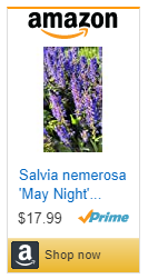 Buy 'May Night' Salvia