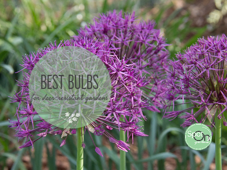 Best Bulbs for Deer Resistance