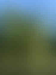 Trees, lianas and plants in jungle with river and sunlight