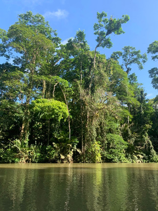 Trees, lianas and plants in jungle with river and sunlight