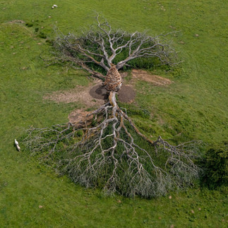 Split Oak Wood (2023), Andy Goldsworthy