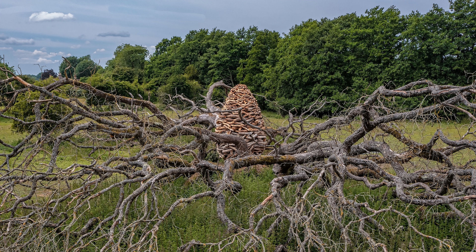 Split Oak Wood (2023), Andy Goldsworthy