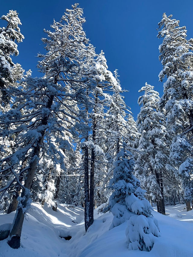 Coniferous trees covered with fresh snow in winter
