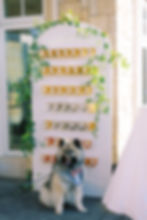 A dog posing in front of a custom boba wall at a wedding.