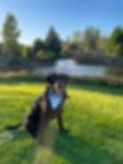 A joyful dog wearing a bow tie at a lakeside wedding venue, embodying the spirit of a dog-friendly celebration