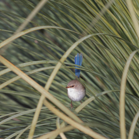 Female superb fairy wren 