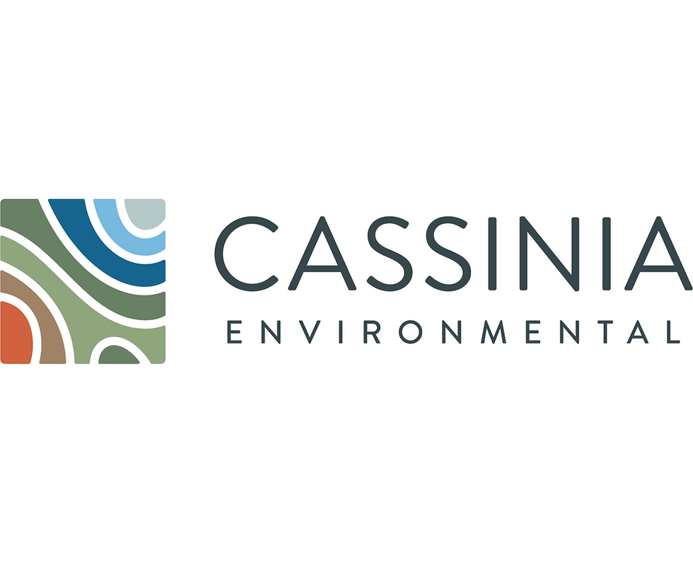 cassinia.png
