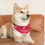 Thumbnail: Arizona Cardinals Dog Collar Bandana - Custom Pet Name