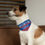 Thumbnail: Toronto Blue Jays Dog Collar Bandana - Custom Pet Name
