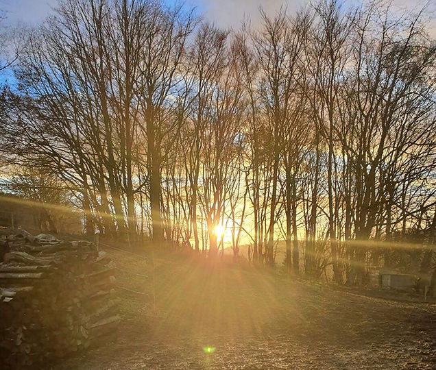Abendsonne auf der Adahy Ranch – Sonnenstrahlen zwischen Bäumen und Holzstapel am Waldrand