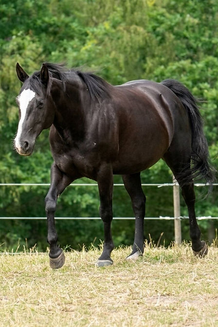 Kings Poca Yuma, 2018 geborene schwarze Foundation Quarter Horse Stute (88 % NFQHA)