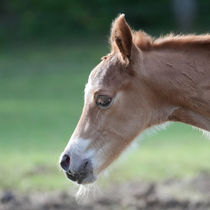Foundation Quarter Horse Stute - Adahy Poco Sparrow
