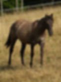 Foundation Quarter Horse Zuchtstute Poco Blackburn Raya auf der Weide