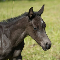 Adahy Salty Blue Zoe – Blue Roan Foundation Quarter Horse Stutfohlen