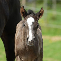 Black Foundation Quarter Horse Fohlen 2025 mit auffälliger Blesse, frontal vor grünem Hintergrund stehend