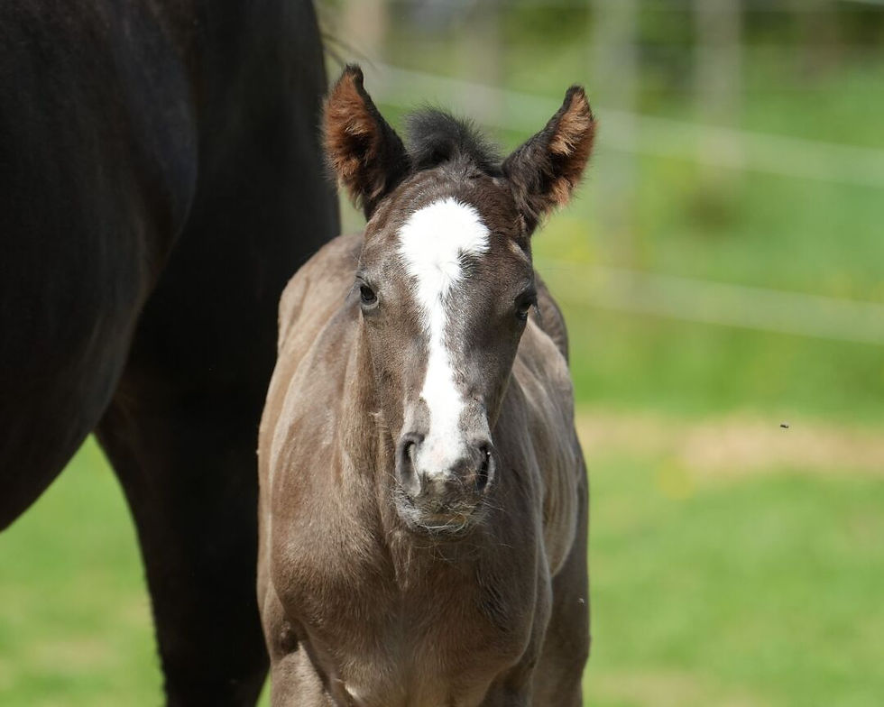 Black Foundation Quarter Horse Fohlen 2025 mit auffälliger Blesse, frontal vor grünem Hintergrund stehend