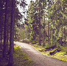 Woodland Path_edited.jpg