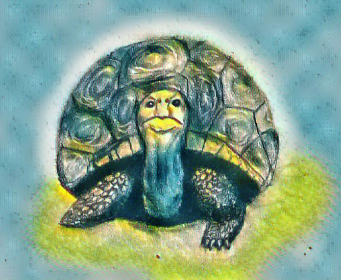 tortoise with added color copy