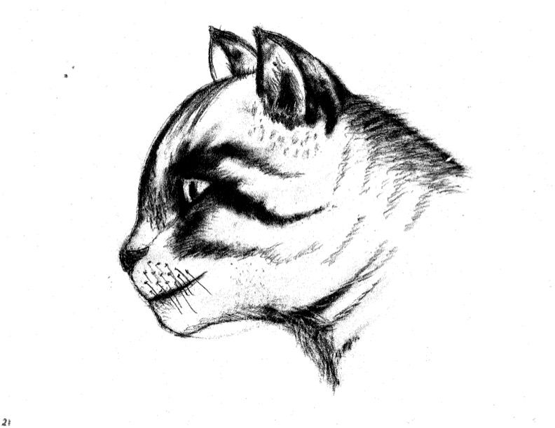 grey tabby 6.2.21