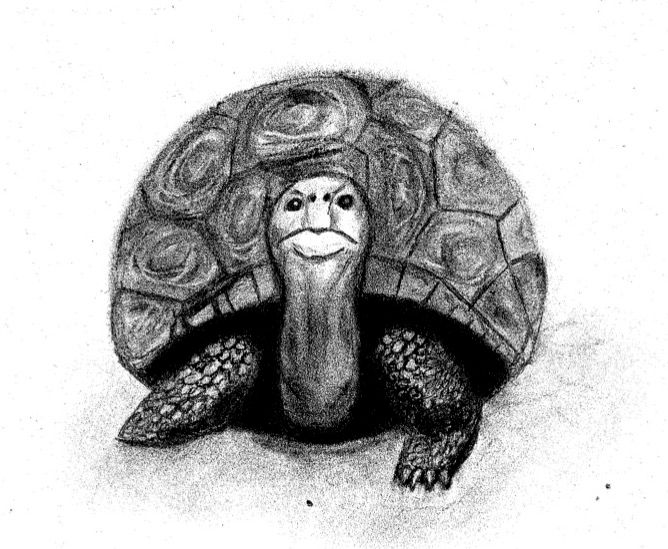 charcoal tortoise copy