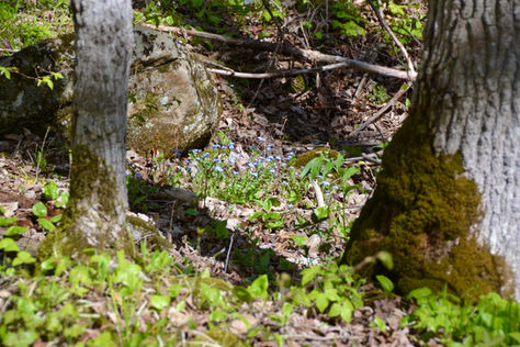 Forget-Me-Nots and the Morning Run: How the Small Things Anchor Us