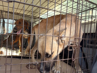 Rescató Gobierno de Reynosa a dos caninos en Arecas