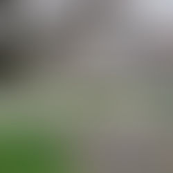 つつじヶ丘公園2026