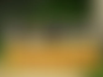 广西武鸣沃柑介绍会