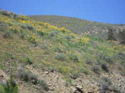 Balsamroot
