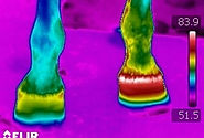 FLIR1.jpg