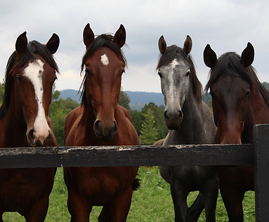 horses.png