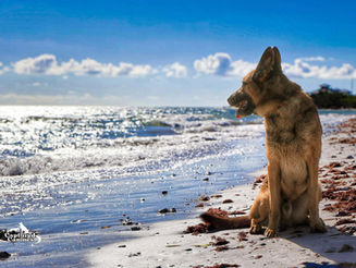 Welcome to Soul Path K9s