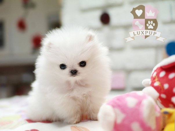 bijou teacup puppy