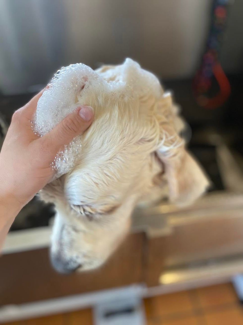 Close-up view of a dog shampoo bottle and grooming tools